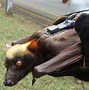 Image result for Flying Fox Bat Next to Human