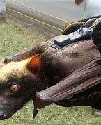 Image result for Golden-crowned Flying Fox Bat