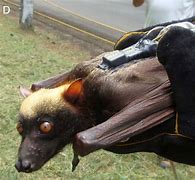 Image result for Giant Bat Fly