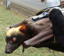 Image result for Golden Flying Fox Bat