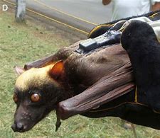 Image result for Largest Bat in World