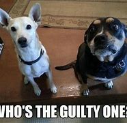 Image result for Guilty Dog Meme