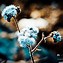 Image result for Winter Flower Screensavers Free