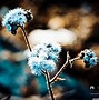 Image result for Winter Flower for Coputer