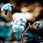 Image result for Winter Flower iPhone Wallpaper