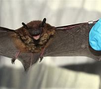 Image result for MN Bat Species