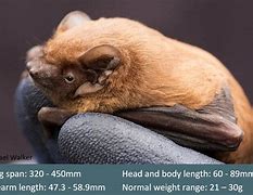 Image result for Noctule Bat No Background