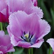 Image result for Tulipa Louvre