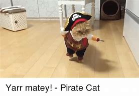 Image result for Adventurous Pirate Cat Meme