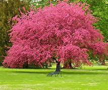 Image result for Pink Dogwood Trees