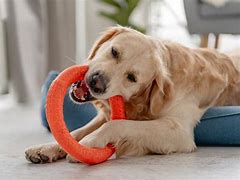 Image result for Rubber Dog Toy
