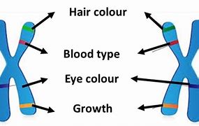 Image result for allele