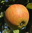 Image result for Small Apple Types