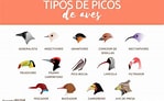 Image result for 10 Nombres de Aves. Size: 149 x 92. Source: smartindustry.mx