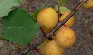 Image result for Prunus armeniaca Bredase