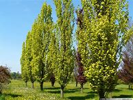 Image result for Fagus sylvatica Dawyck Gold