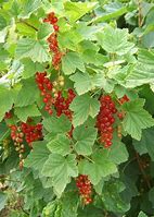 Image result for Ribes rubrum Rovada