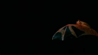 Image result for Thailand Painted Bat