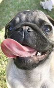 Image result for Pug Tongue