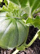 Image result for hairy melon