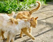 Image result for Ginger Cat Love