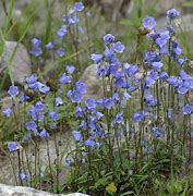 Image result for campanula_cochleariifolia