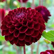 Image result for Dahlia Natal