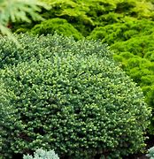 Image result for Picea omorika Karel