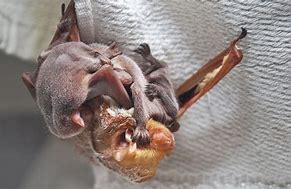 Image result for Cute Bat Pet