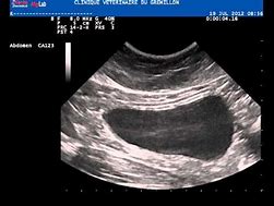 Image result for cistotom�a