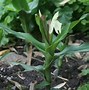 Image result for Roscoea auriculata