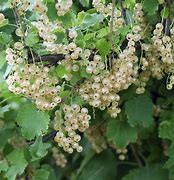 Image result for Ribes rubrum Versaillaise Blanche