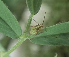 Image result for "tarnished-plant-bug"