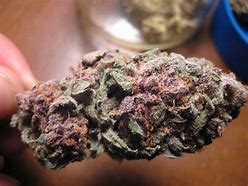 Image result for Purple Queen Strain