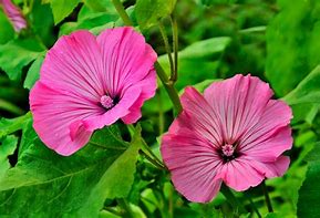 Image result for Lavatera First Light