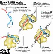 Image result for crispir