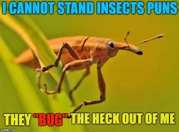 Image result for Memes About Bugs
