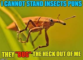 Image result for Where the Bug Meme