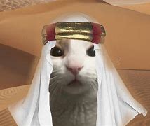 Image result for Arabian Cat Meme