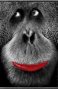 Image result for Funny Monkey Kiss Face