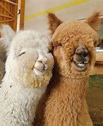 Image result for alpaca