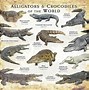 Image result for Alligator vs Crocodile Map