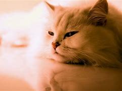 Image result for Cat Aesthetic Wallpaper for Laptop HD