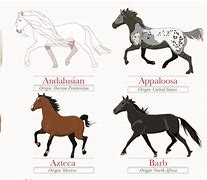Image result for Horse Breeds List