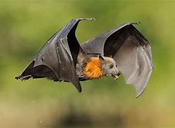 Image result for Flying Bats Images