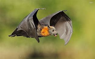 Image result for Pretty Bat