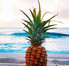 Image result for Pineapple Summer Vibes