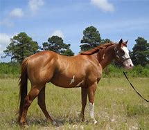 Image result for Red Dun Paint Horse