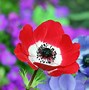 Image result for Some Cute Flowers