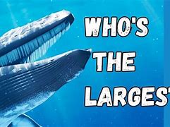 Image result for Biggest Animal to Ever Roam the Earth
